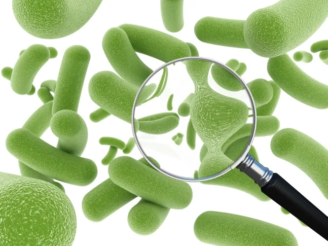 Probiotyki przy SIBO — pomagają czy szkodzą? Kontrowersje wyjaśnione